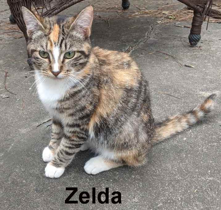 Photo of Zelda