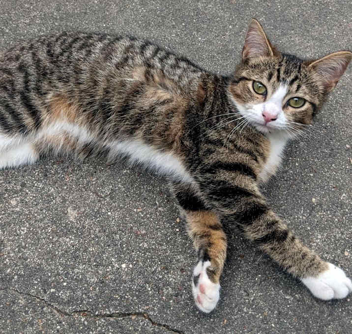 Photo of Chatty