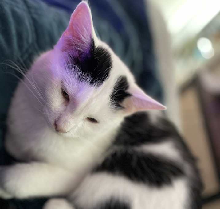 Photo of Coconut