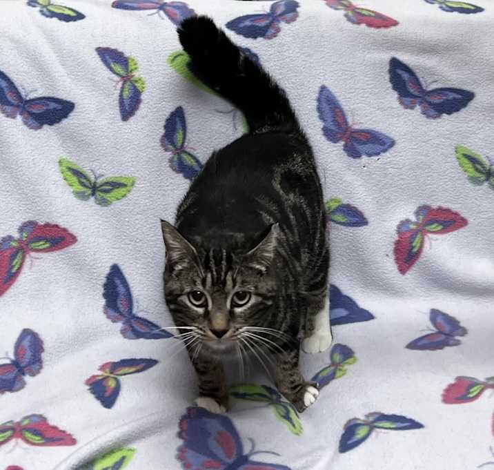 Photo of Saffy