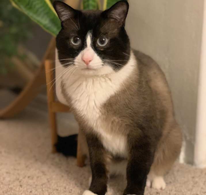 Photo of Biscuit