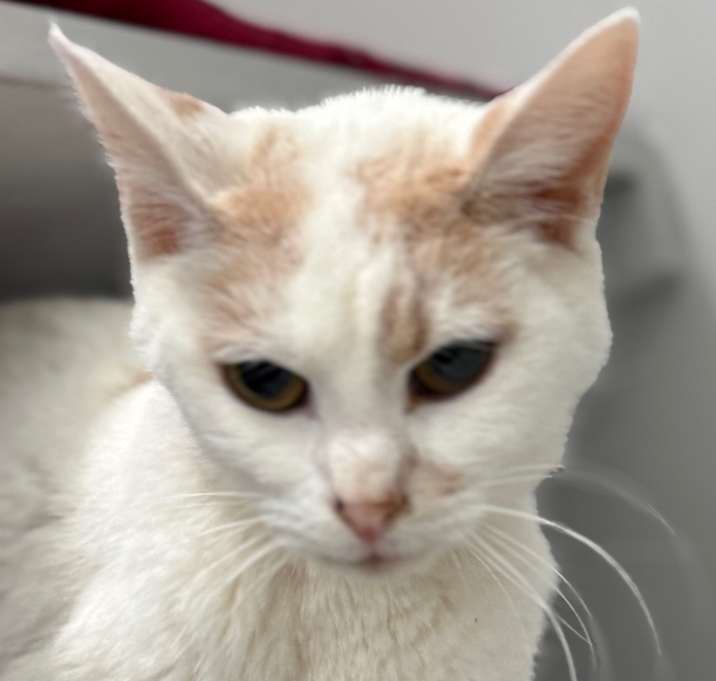 Photo of Snowball