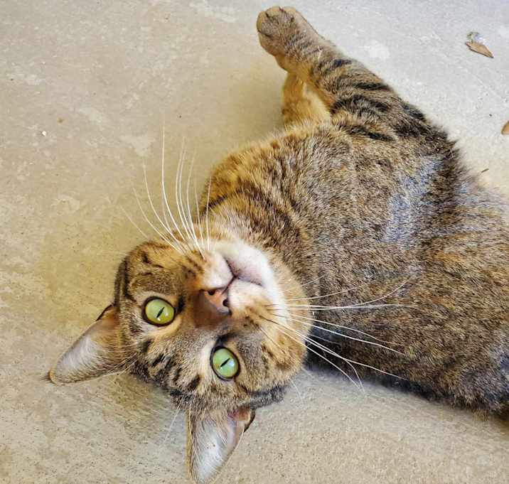 Photo of Tiger