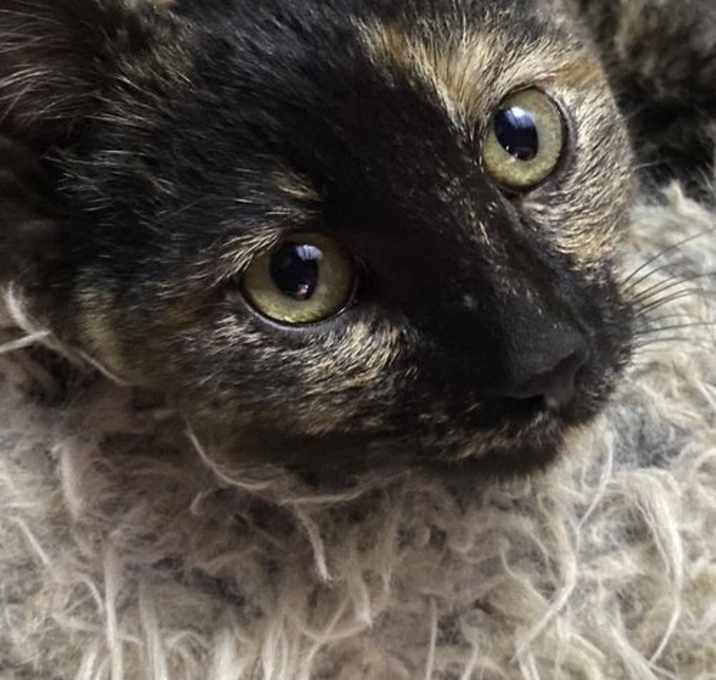 Photo of Starling