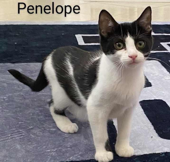 Photo of Penelope