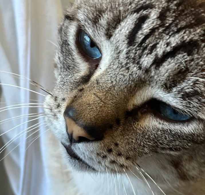 Photo of Blu