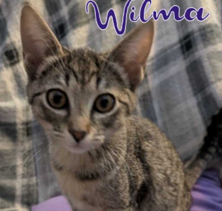 Photo of Wilma