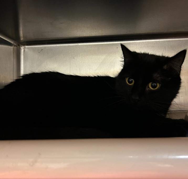 Photo of Midnight