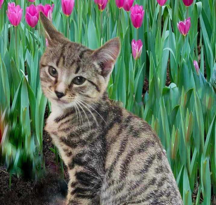 Photo of Ledger *kitten*
