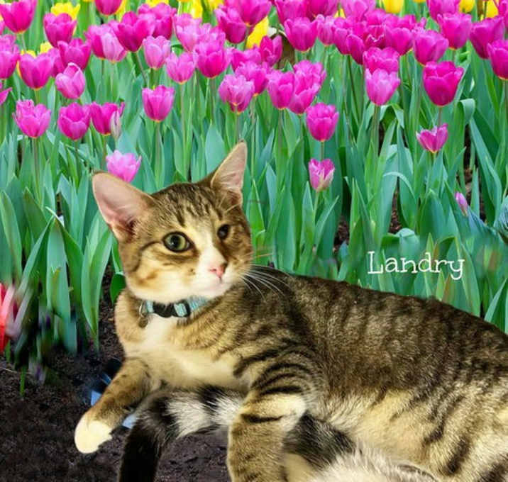 Photo of Landry *kitten*