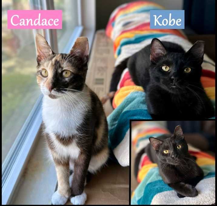 Photo of Kobe