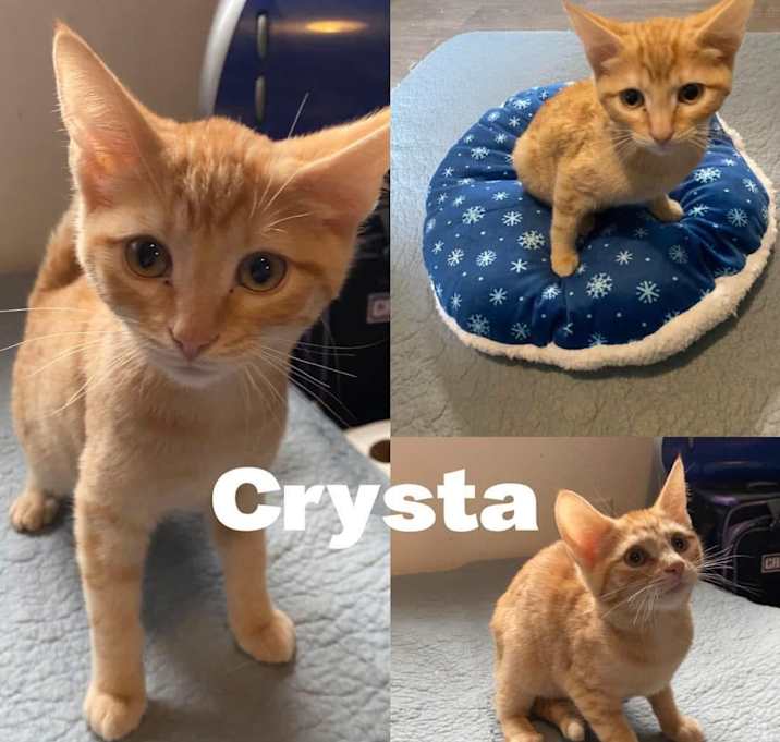 Photo of Crysta