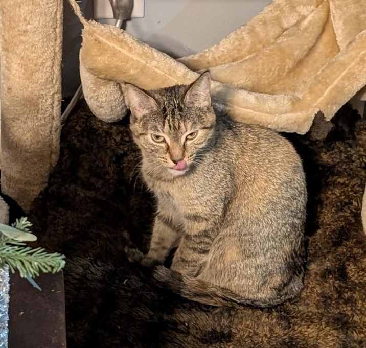 Photo of Stella