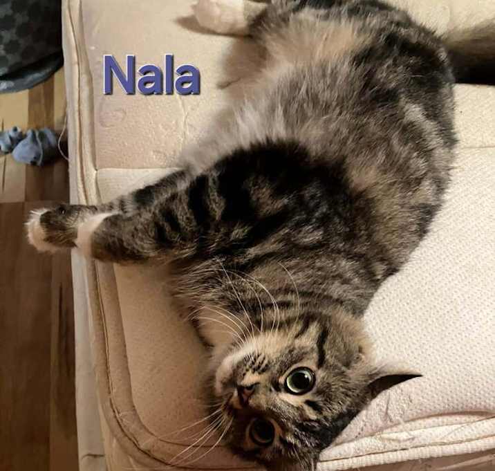 Photo of Nala