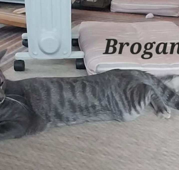 Photo of Brogan
