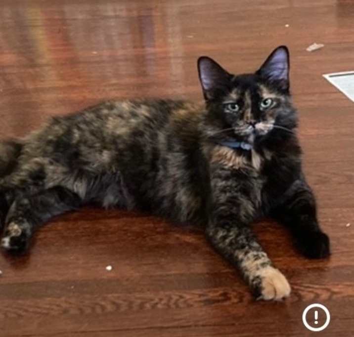 Photo of Snickers