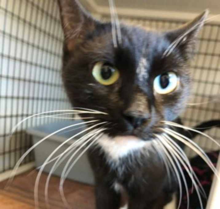 Photo of Luna