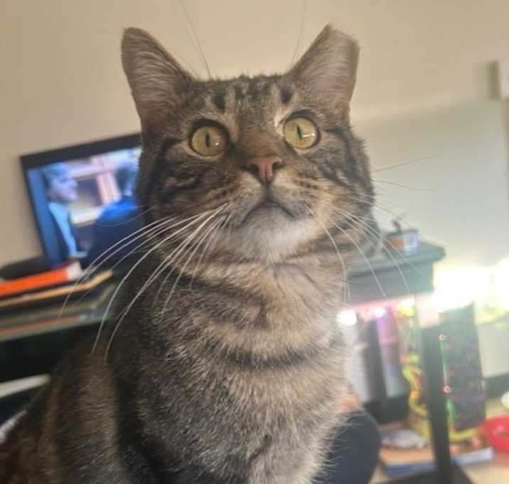 Photo of Tonka