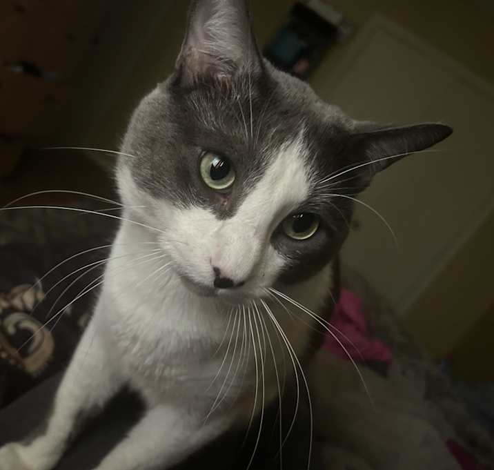 Photo of Milo