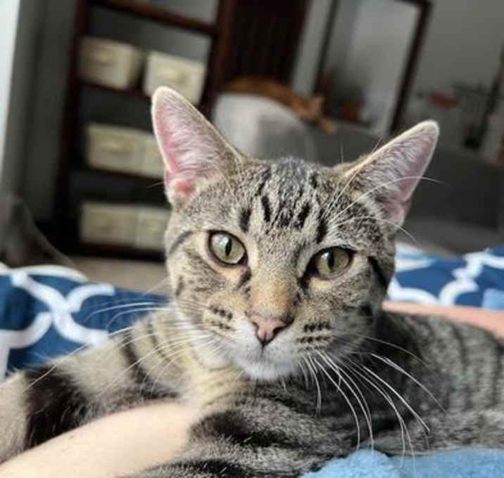 Photo of Biscuit
