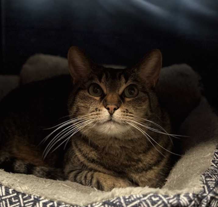 Photo of Ophelia