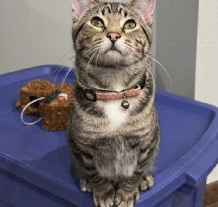 Photo of Pippin
