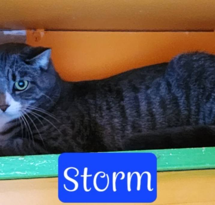 Photo of Storm