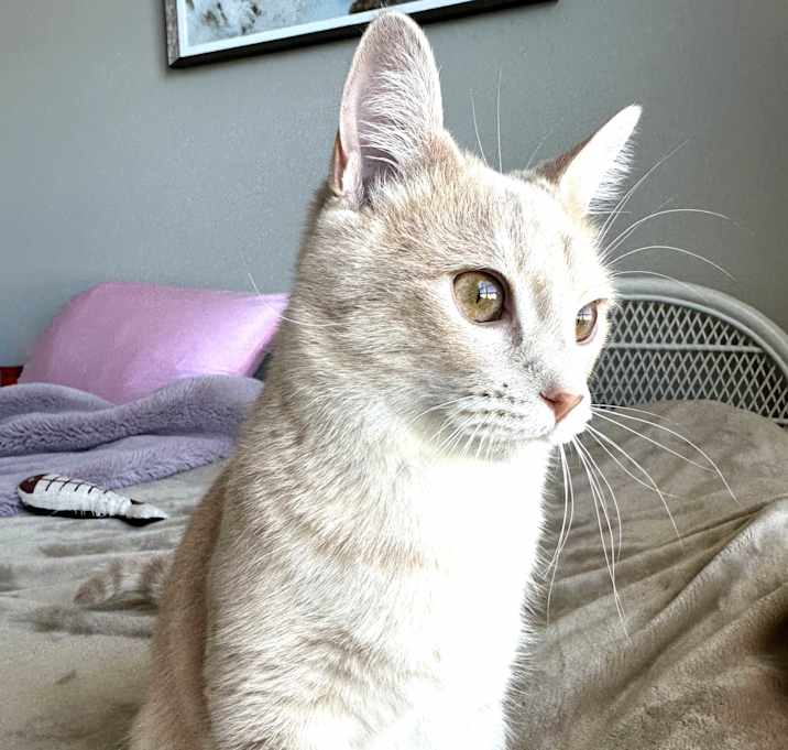 Photo of Tibbles