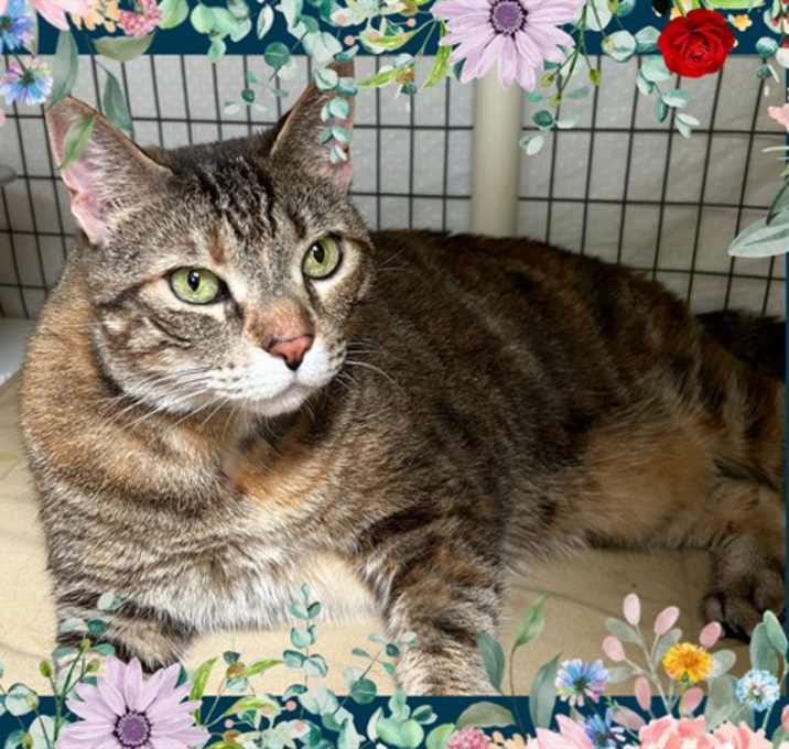Photo of SUKI