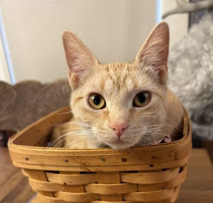 Photo of Copper