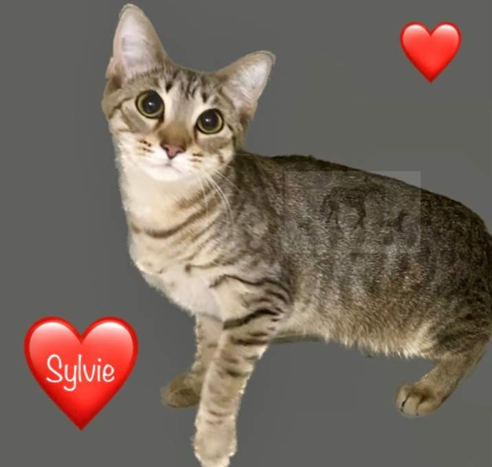 Photo of SYLVIE