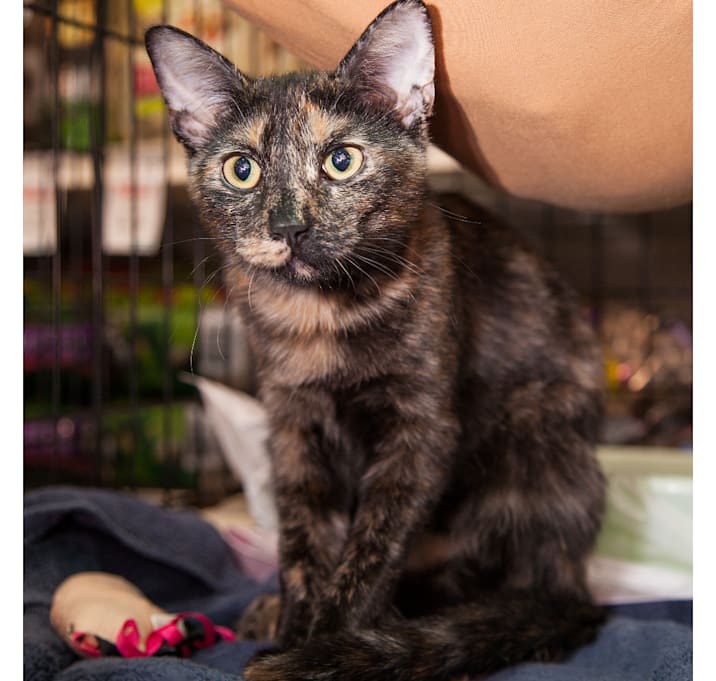 Photo of Tessie 