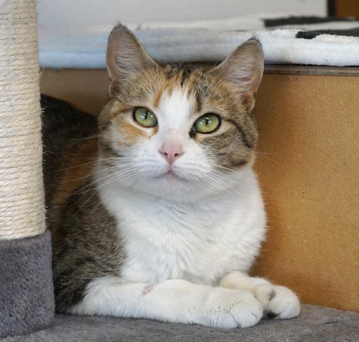 Photo of Lucky Tiger
