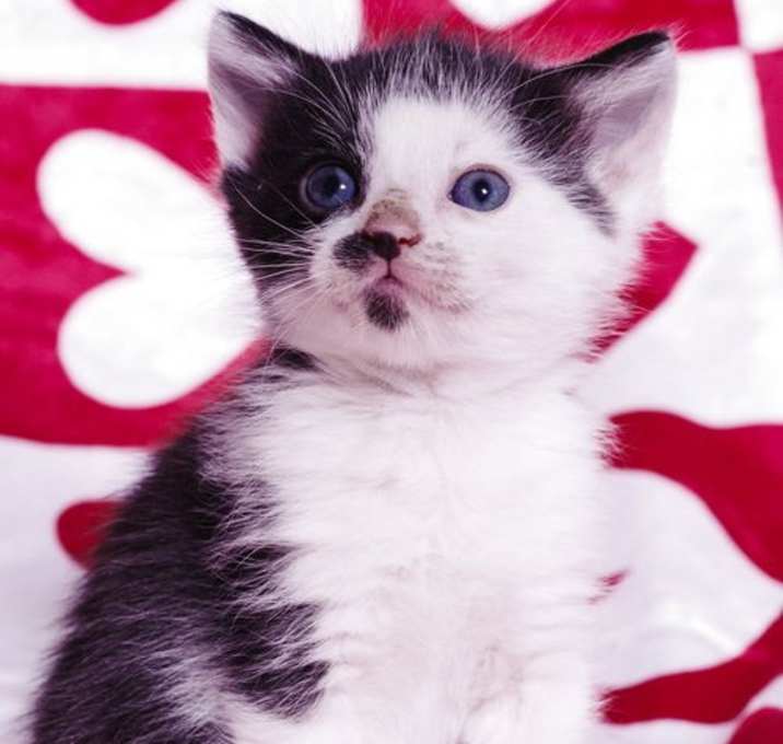 Photo of Raven Paw (kitten)