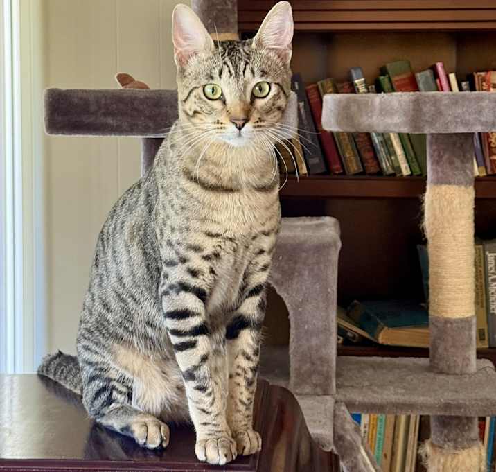 Photo of Milo (bonded with Kylo)