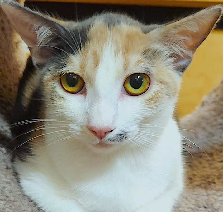 Photo of CALI