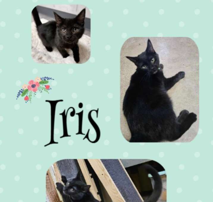 Photo of Iris