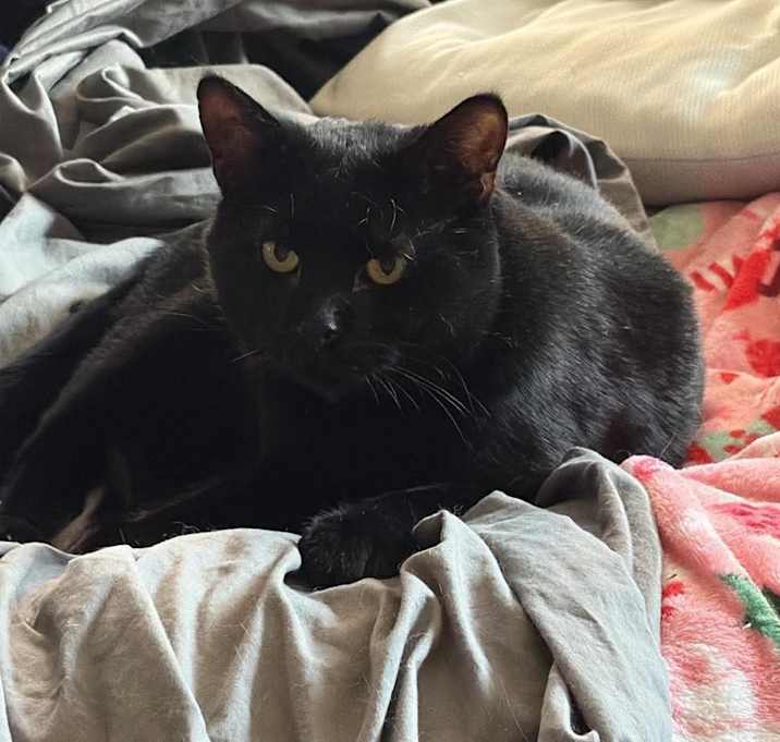 Photo of Ron Purrgundy 