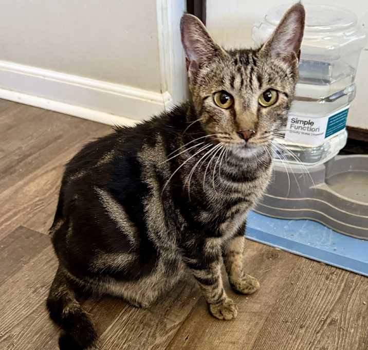 Photo of Sweetpea