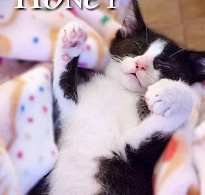 Photo of Honey