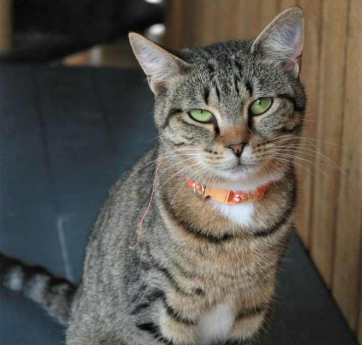 Photo of Stevella