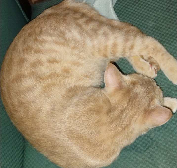 Photo of Cotten