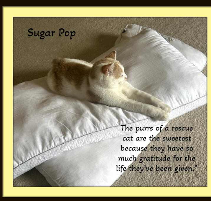 Photo of Meet Junior Mint & Sugar Pop!