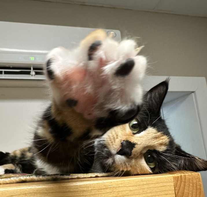 Photo of Buffy