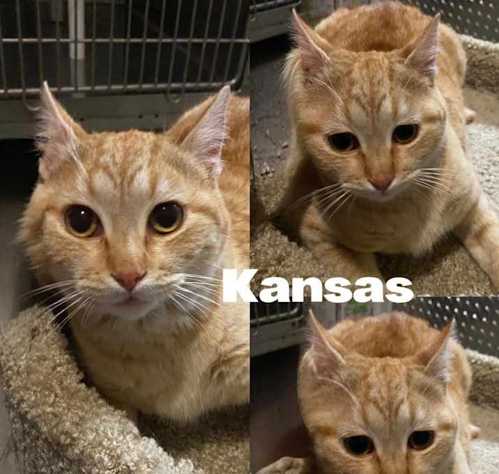 Photo of Kansas
