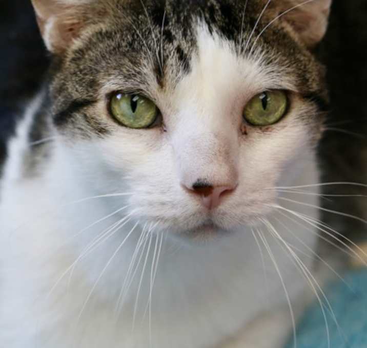 Photo of Oliver - Available in Foster