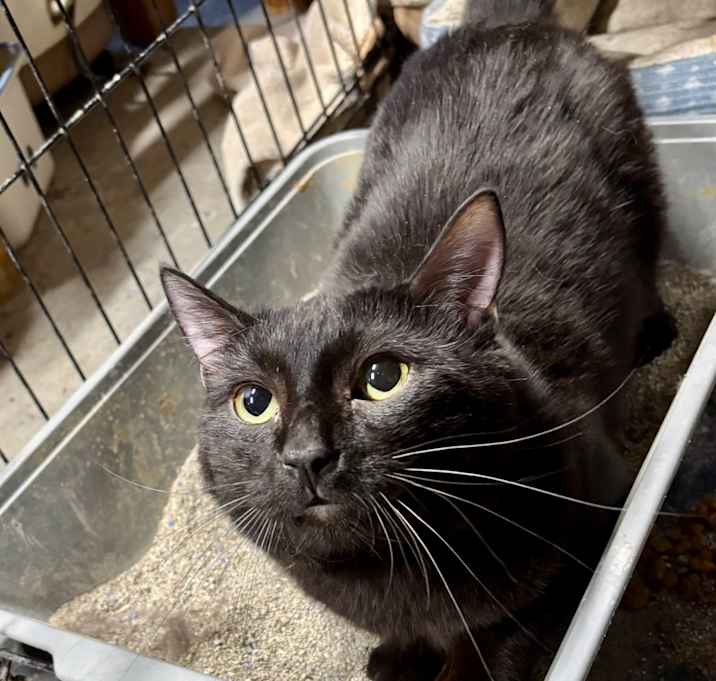 Photo of Sable