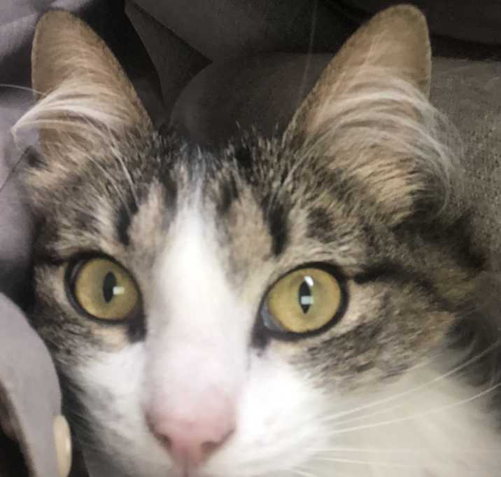 Photo of Sneak