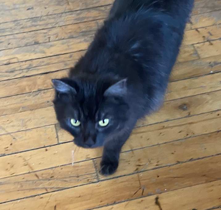 Photo of Merlot