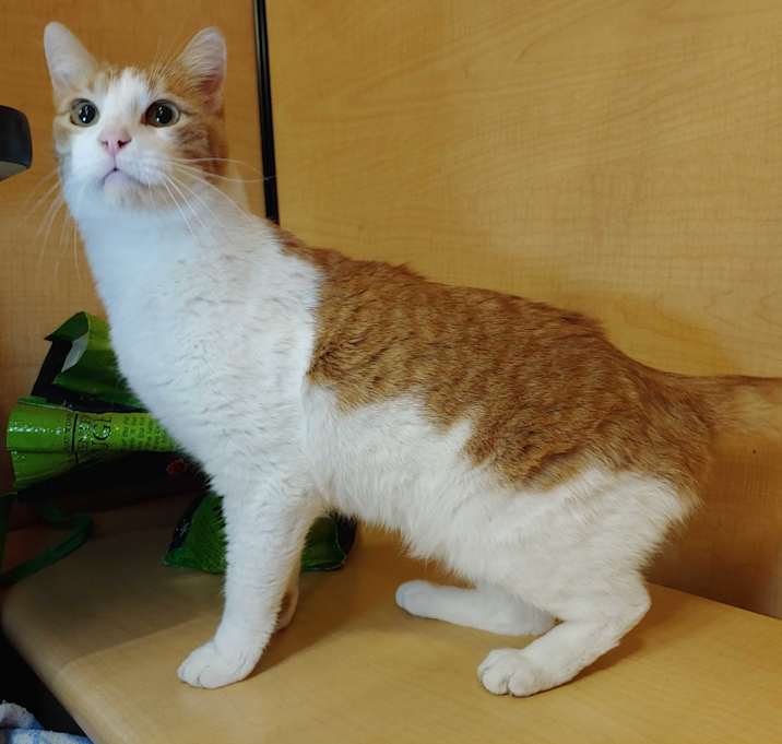 Photo of Purrkinson